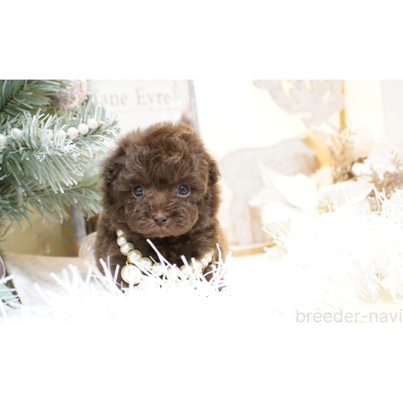 販売中の大阪府のティーカッププードル-428898の9枚目