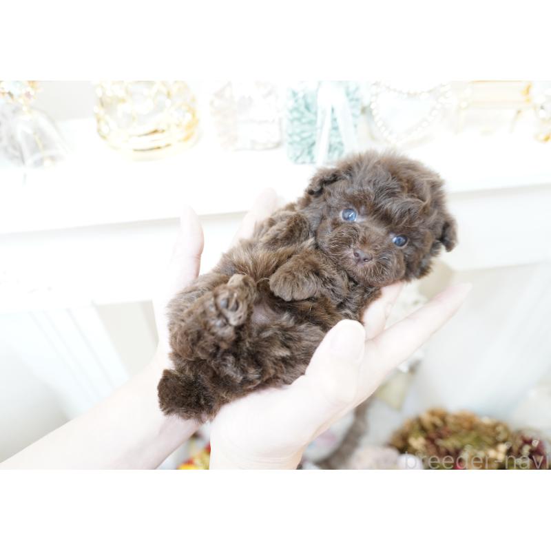 販売中の大阪府のティーカッププードル-428898の6枚目