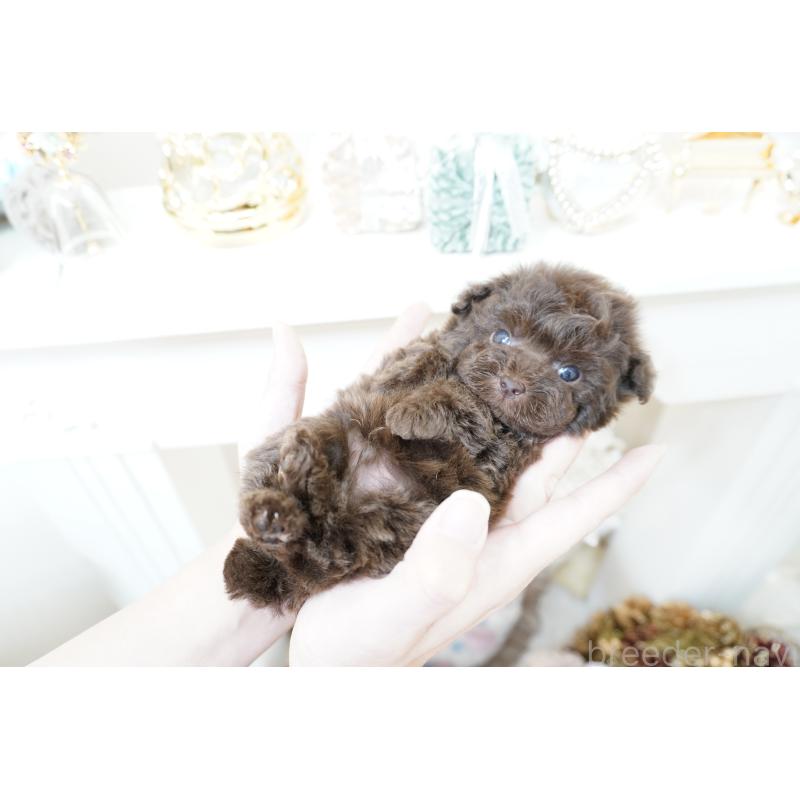 販売中の大阪府のティーカッププードル-428898の5枚目