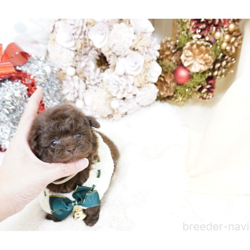 販売中の大阪府のティーカッププードル-428898の4枚目