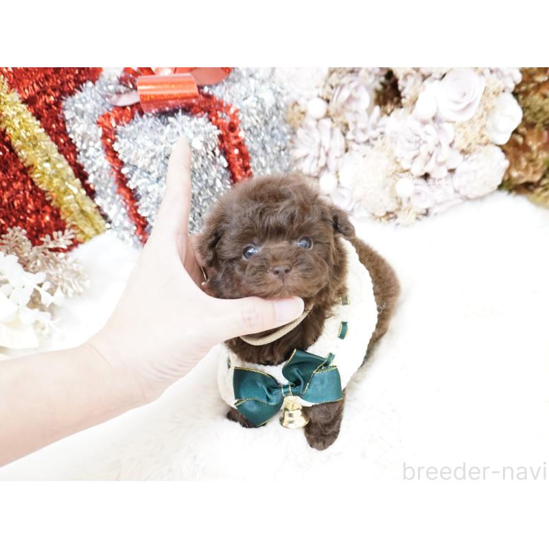 販売中の大阪府のティーカッププードル-428898の3枚目