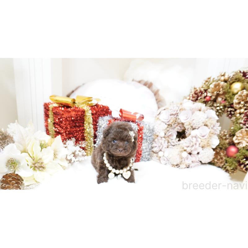 販売中の大阪府のティーカッププードル-428898の2枚目