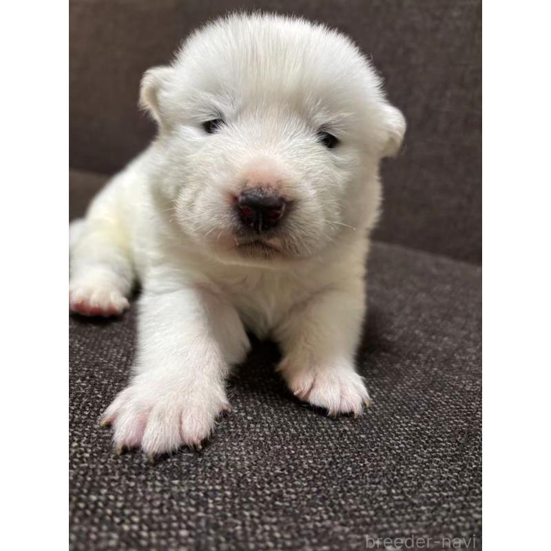 販売中の埼玉県のサモエド-428902の2枚目