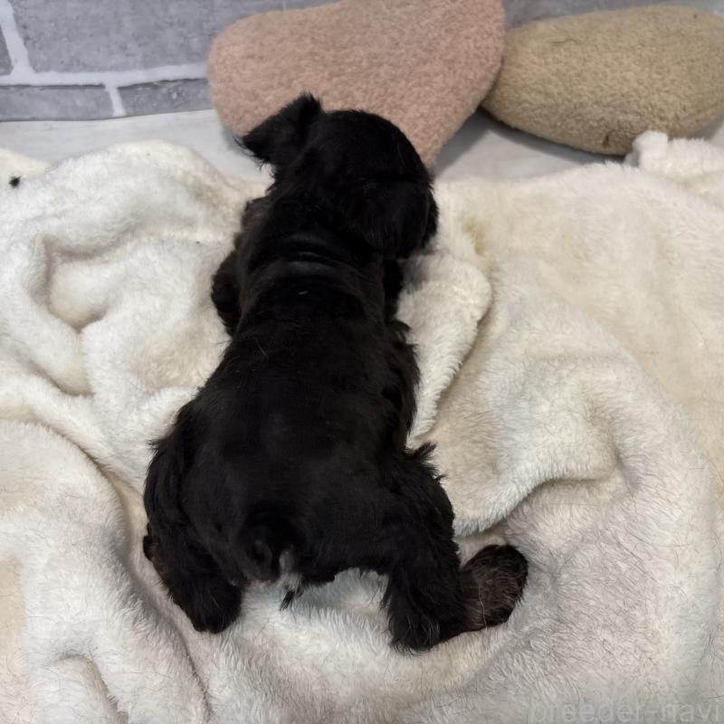 販売中の東京都のミニチュアシュナウザー-428899の9枚目