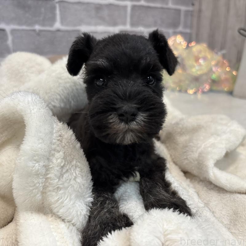 販売中の東京都のミニチュアシュナウザー-428899の8枚目