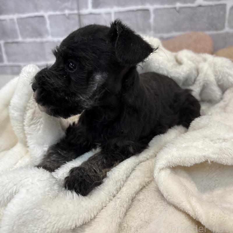 販売中の東京都のミニチュアシュナウザー-428899の7枚目