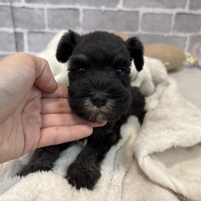 販売中の東京都のミニチュアシュナウザー-428899の6枚目