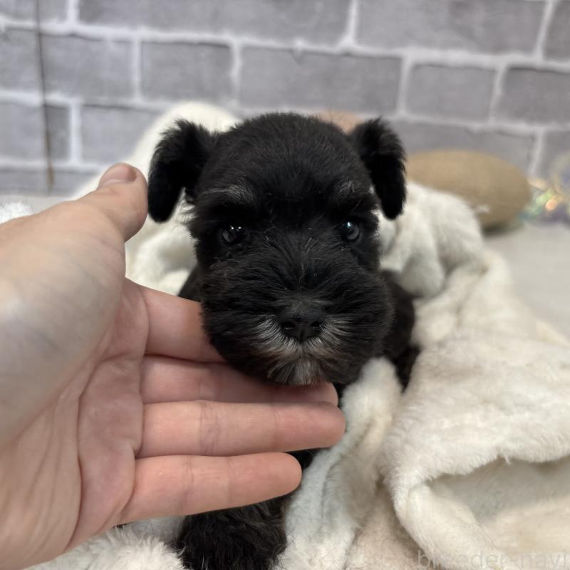 販売中の東京都のミニチュアシュナウザー-428899の5枚目