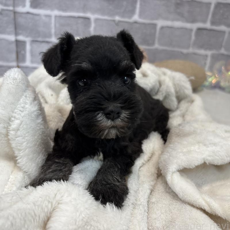 販売中の東京都のミニチュアシュナウザー-428899の4枚目