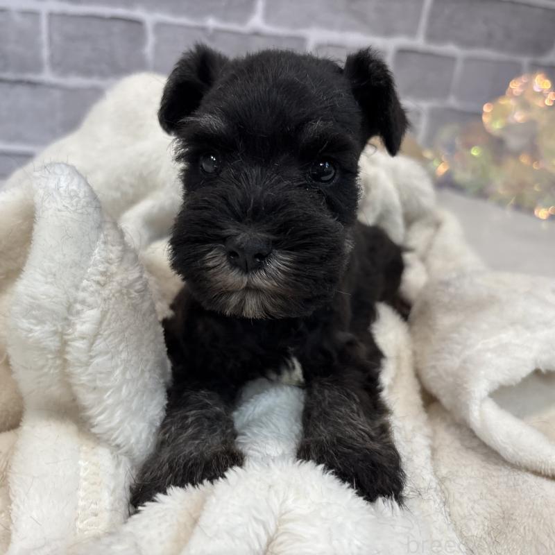 販売中の東京都のミニチュアシュナウザー-428899の3枚目