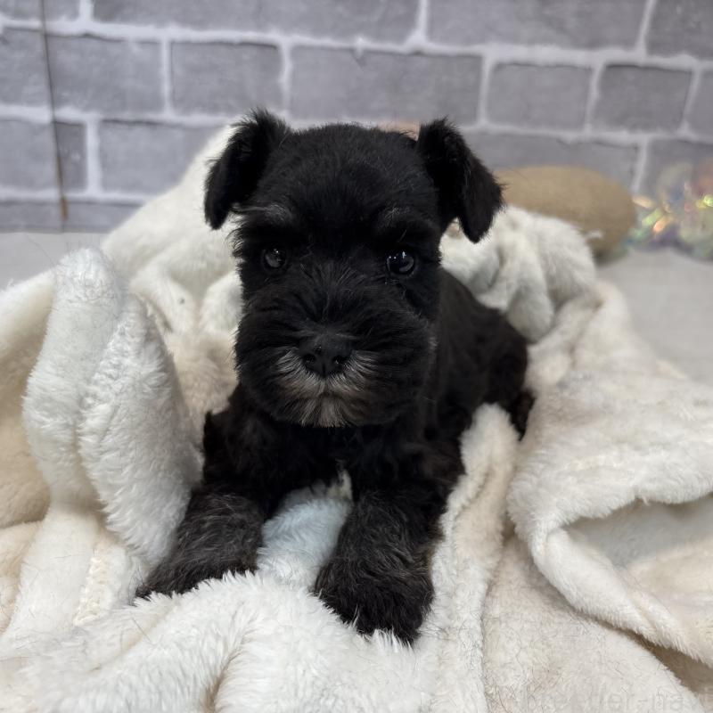 販売中の東京都のミニチュアシュナウザー-428899の2枚目