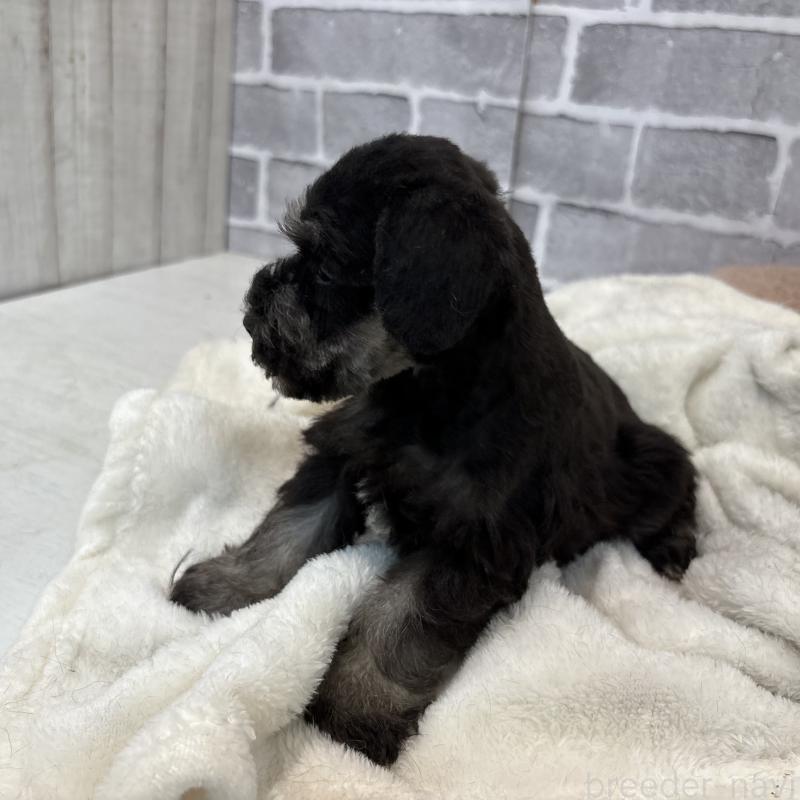 販売中の東京都のミニチュアシュナウザー-428900の6枚目