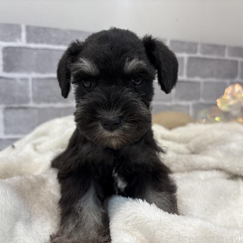 販売中の東京都のミニチュアシュナウザー-428900の5枚目