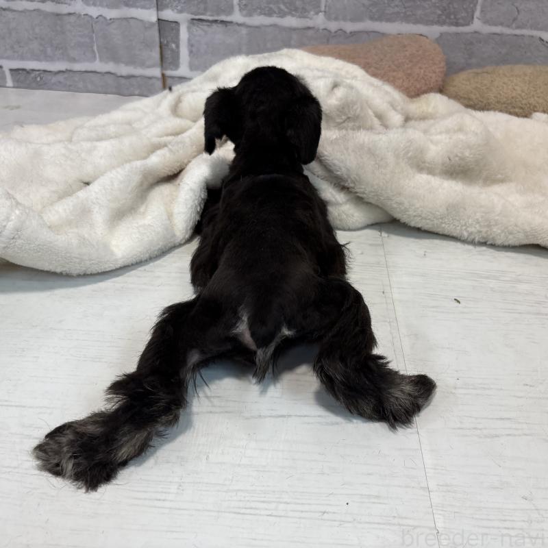 販売中の東京都のミニチュアシュナウザー-428900の4枚目