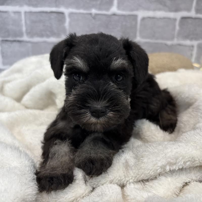 販売中の東京都のミニチュアシュナウザー-428900の3枚目