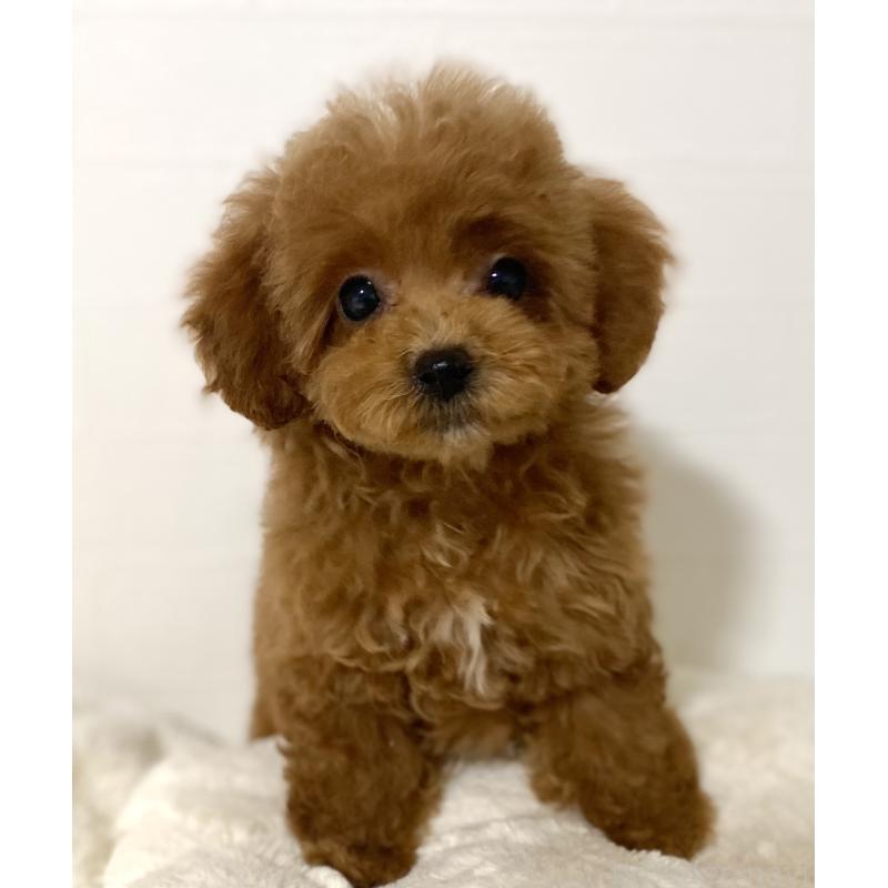 販売中の静岡県のタイニープードル-428903の5枚目