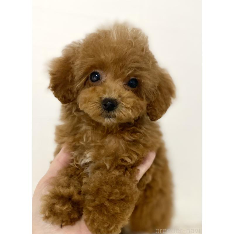 販売中の静岡県のタイニープードル-428903の4枚目