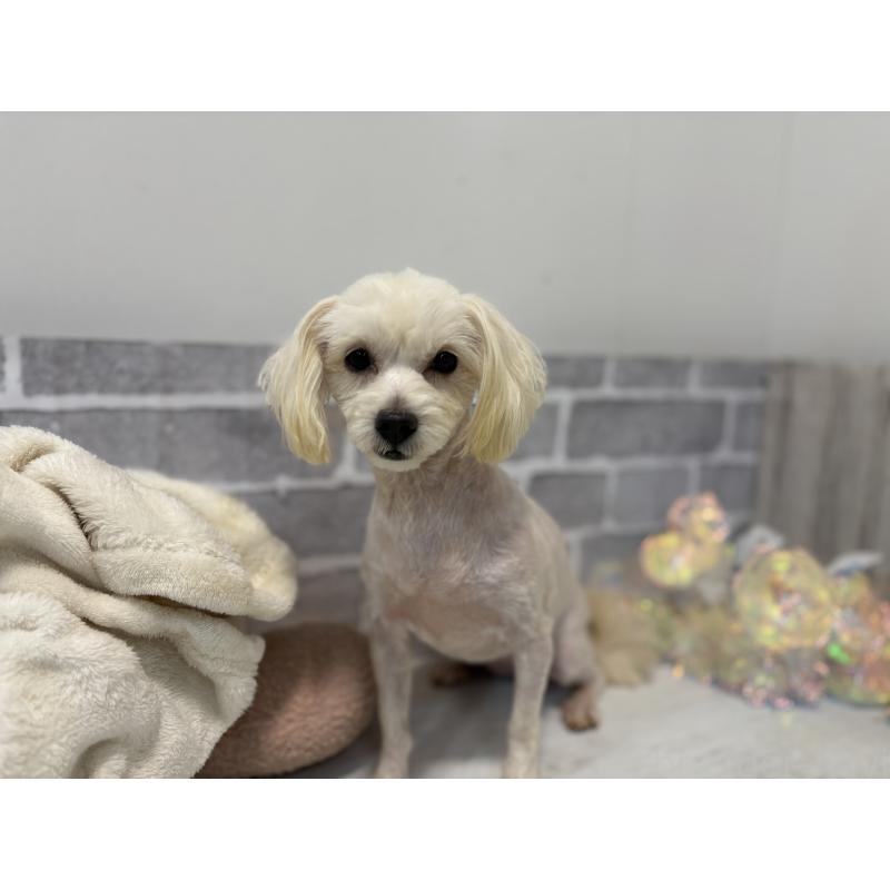 販売中の東京都のチワプー:チワワ×トイプードル-313167の4枚目