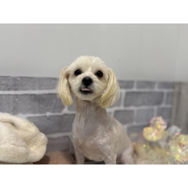 販売中の東京都のチワプー:チワワ×トイプードル-313167の3枚目