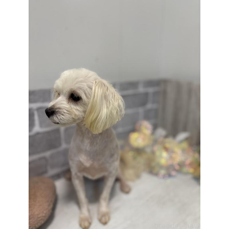 販売中の東京都のチワプー:チワワ×トイプードル-313167の2枚目