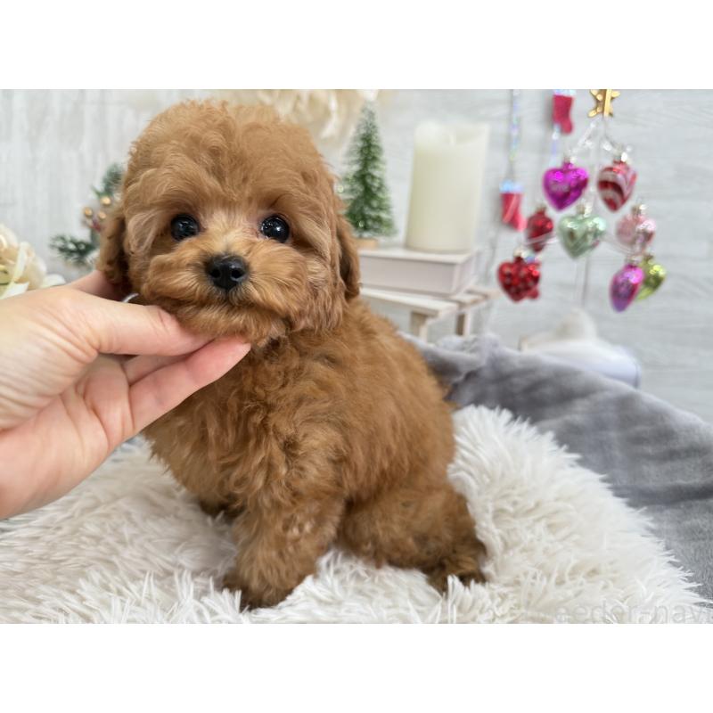 販売中の京都府のタイニープードル-420776の9枚目