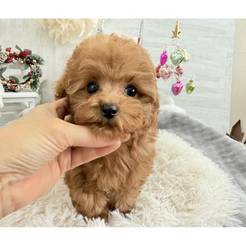 販売中の京都府のタイニープードル-420776の8枚目