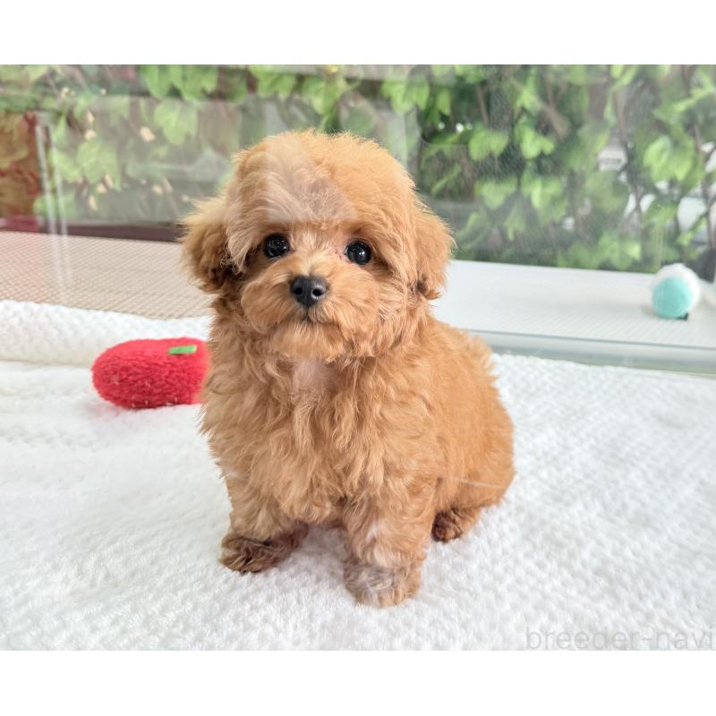 販売中の京都府のタイニープードル-420776の7枚目