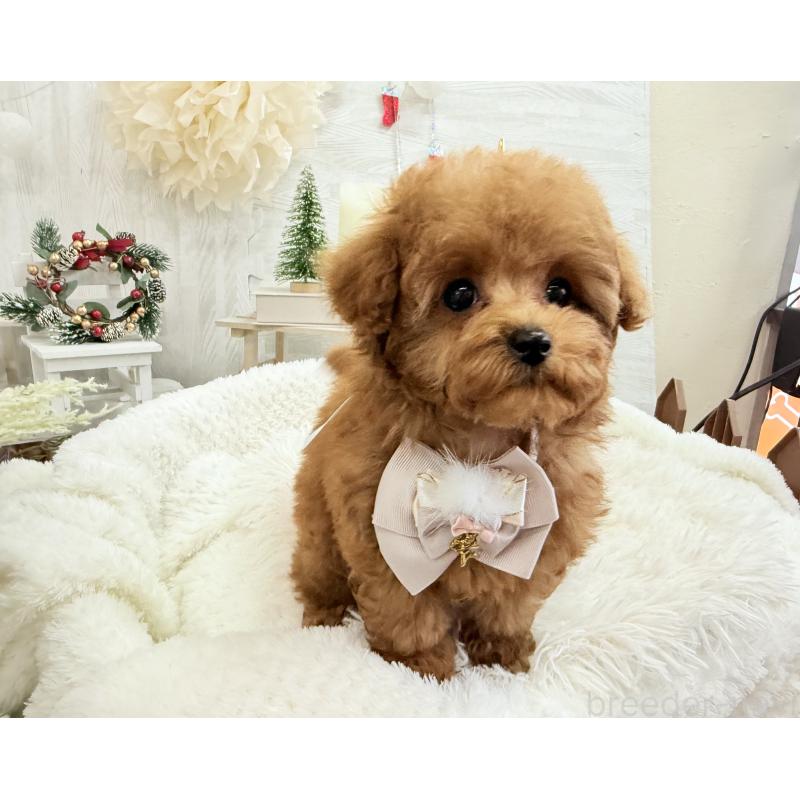 販売中の京都府のタイニープードル-420776の6枚目