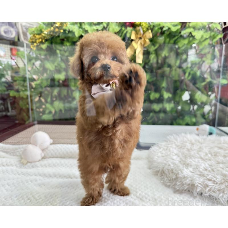 販売中の京都府のタイニープードル-420776の5枚目