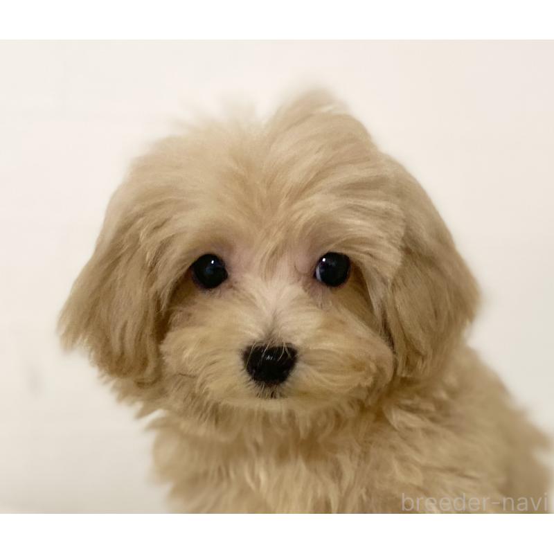 販売中の静岡県のマルプー:マルチーズ×トイプードル-428904の3枚目