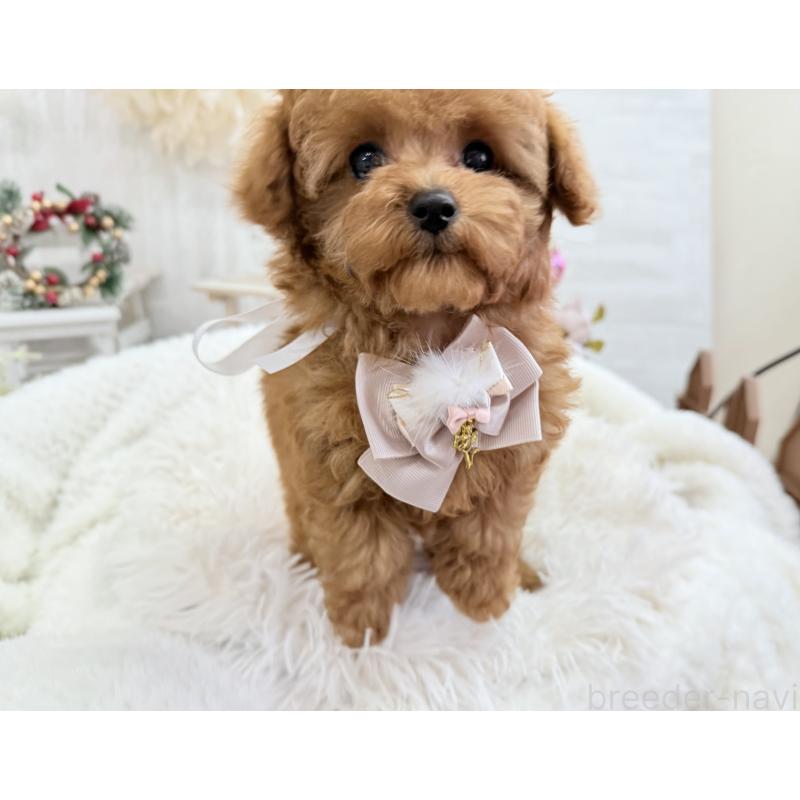 販売中の京都府のタイニープードル-420776の4枚目