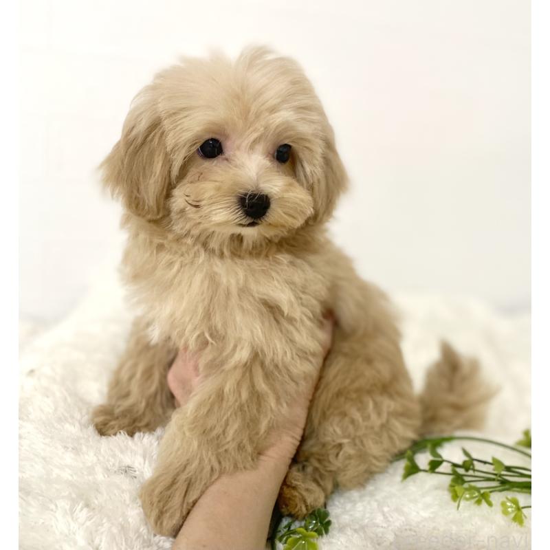 販売中の静岡県のマルプー:マルチーズ×トイプードル-428904の2枚目