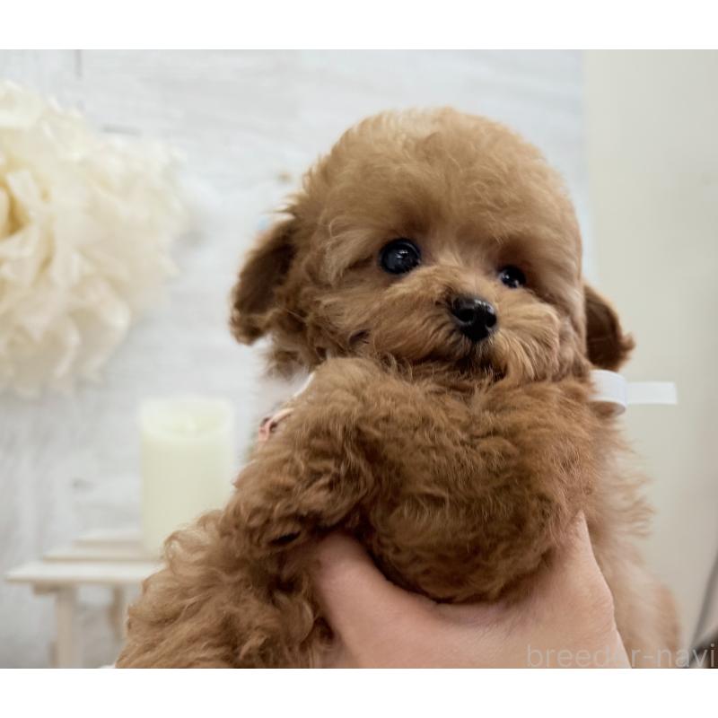 販売中の京都府のタイニープードル-420776の3枚目