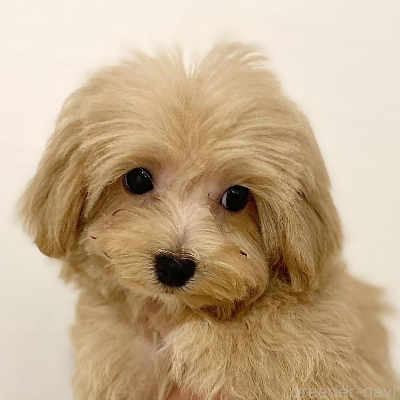 販売中の静岡県のマルプー:マルチーズ×トイプードル-428904の1枚目