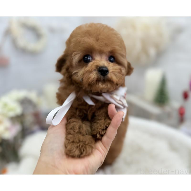 販売中の京都府のタイニープードル-420776の2枚目