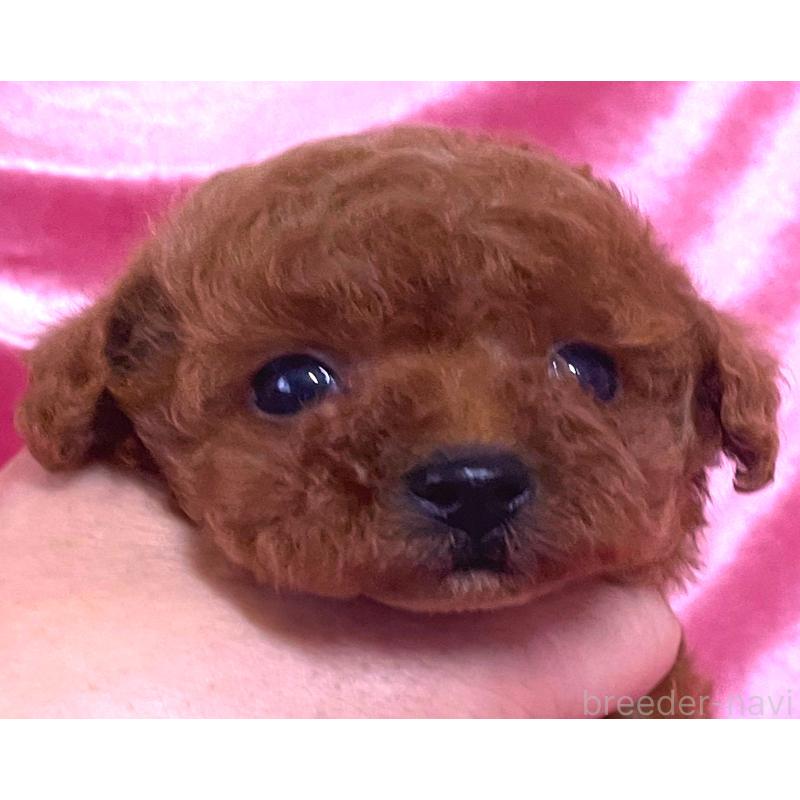 販売中の大阪府のティーカッププードル-428905の5枚目