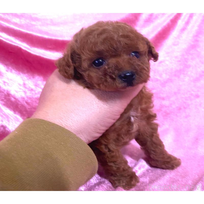 販売中の大阪府のティーカッププードル-428905の4枚目