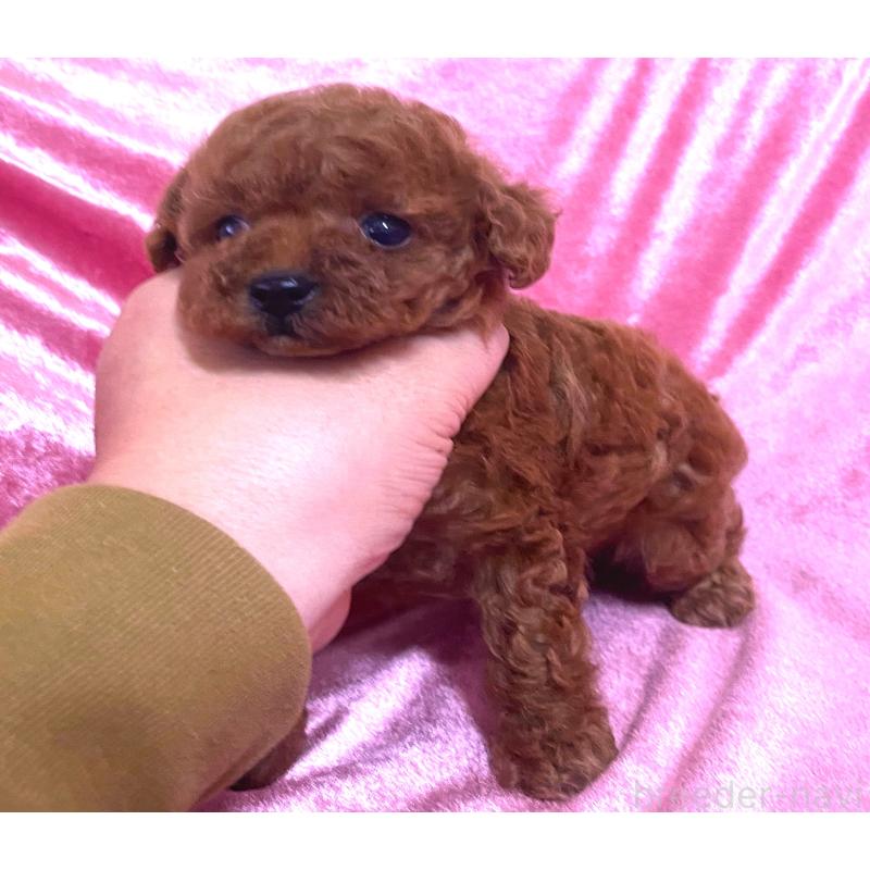 販売中の大阪府のティーカッププードル-428905の3枚目