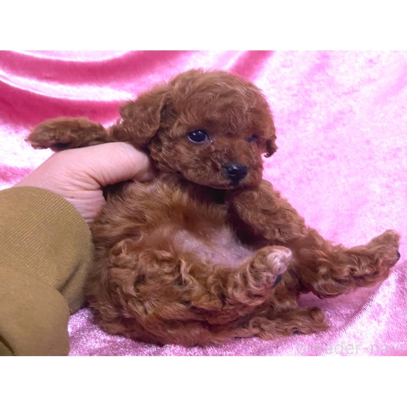 販売中の大阪府のティーカッププードル-428905の2枚目