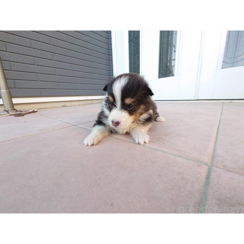 販売中の静岡県のシェットランドシープドッグ(シェルティ)-428907の4枚目