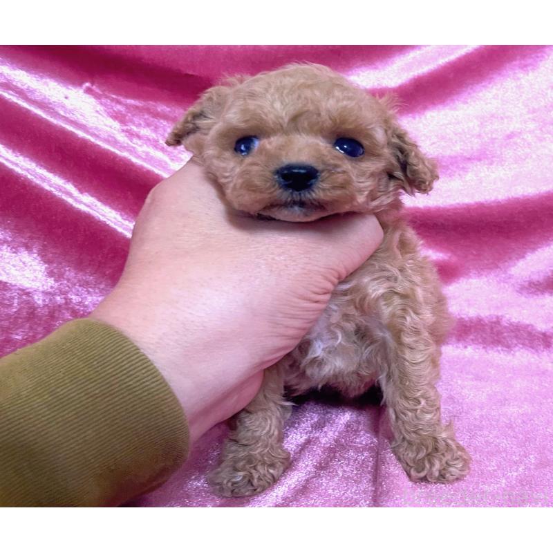 販売中の大阪府のティーカッププードル-428906