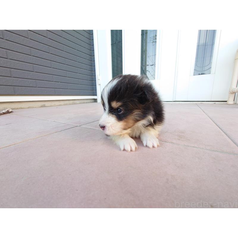 販売中の静岡県のシェットランドシープドッグ(シェルティ)-428907の2枚目