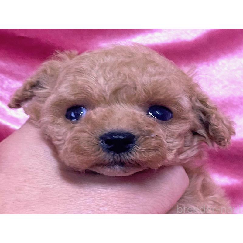 販売中の大阪府のティーカッププードル-428906の5枚目