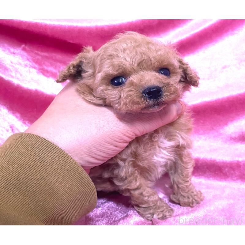 販売中の大阪府のティーカッププードル-428906の4枚目