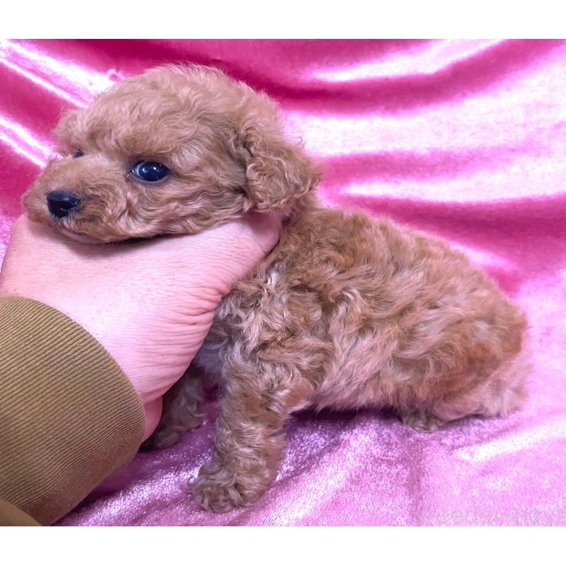 販売中の大阪府のティーカッププードル-428906の3枚目