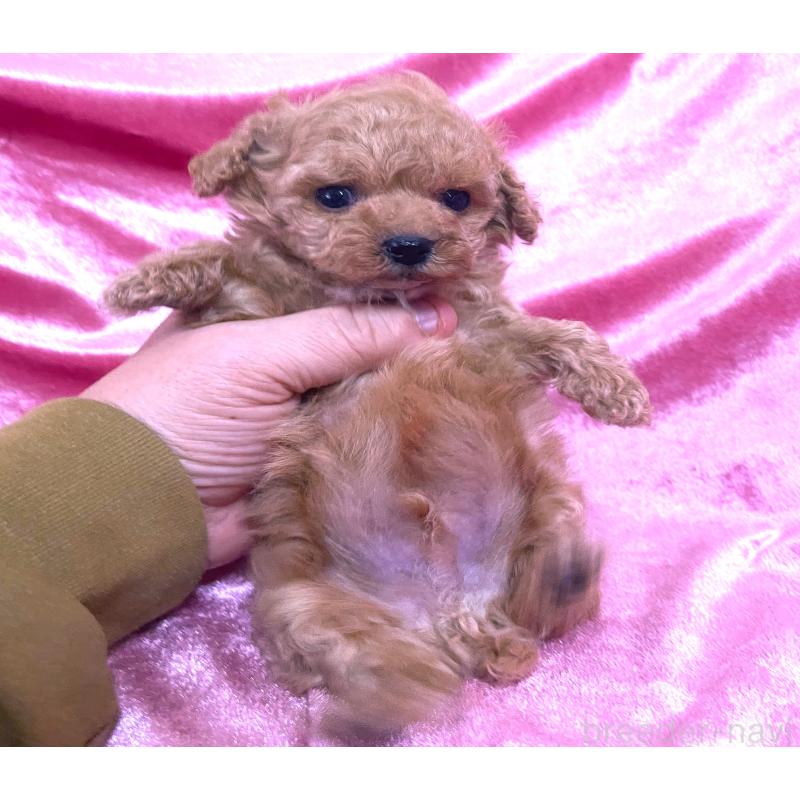 販売中の大阪府のティーカッププードル-428906の2枚目