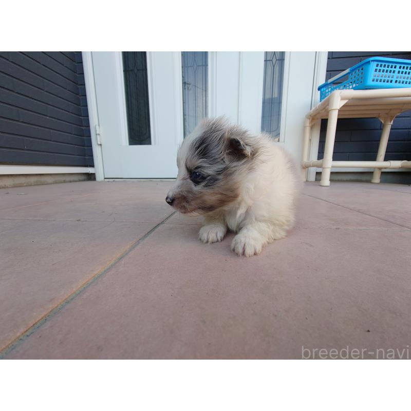 販売中の静岡県のシェットランドシープドッグ(シェルティ)-428908の3枚目