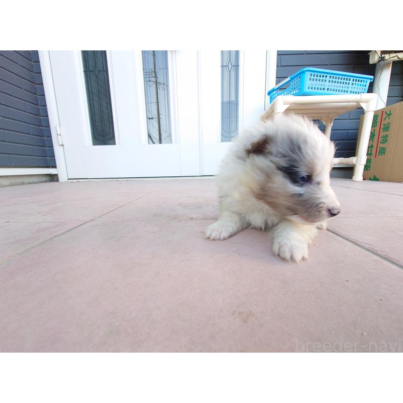 販売中の静岡県のシェットランドシープドッグ(シェルティ)-428908の2枚目