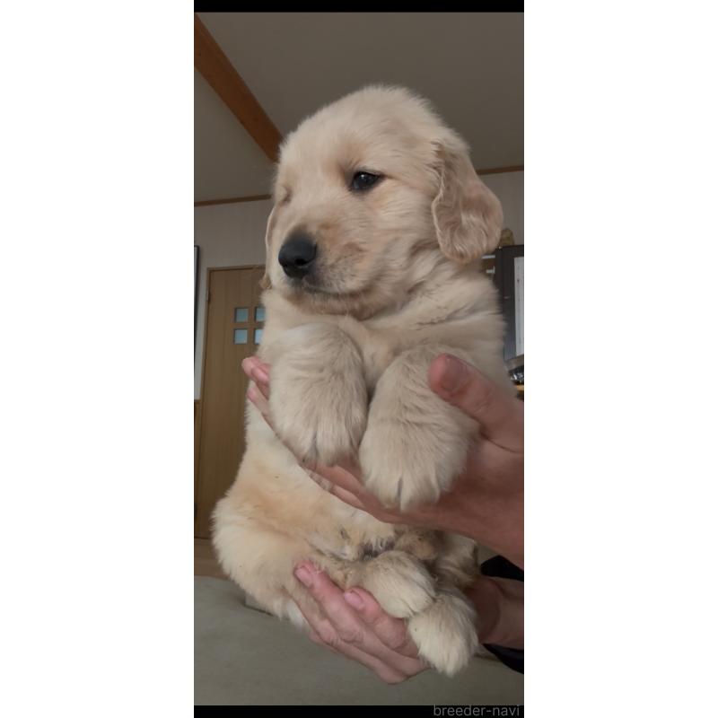 販売中の佐賀県のゴールデンレトリーバー-416723の10枚目