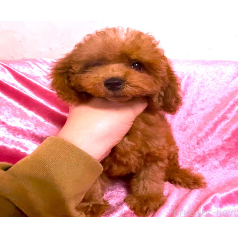 販売中の大阪府のティーカッププードル-417685